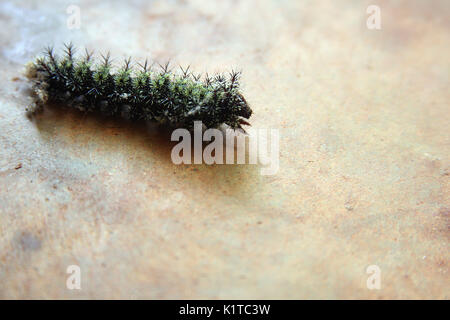 Buck moth caterpillar toxiques Banque D'Images