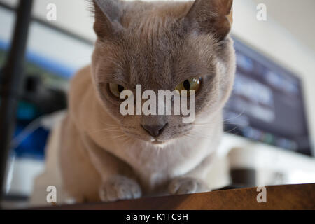 Gros plan du visage du chat domestique birmane sur intensément un jouet ci-dessous Banque D'Images