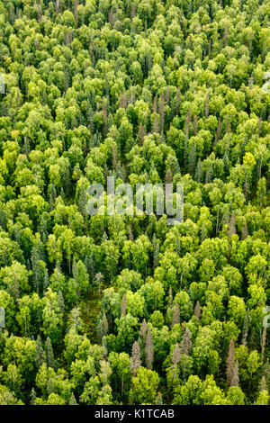 Vue aérienne des motifs abstraits et des arbres dans la forêt de la taïga Banque D'Images