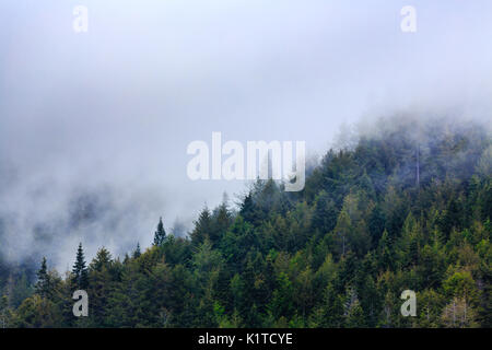 Un épais brouillard blanc descend sur la montagne et la forêt verte de Sequoia Banque D'Images