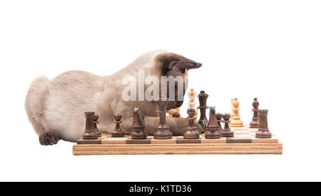Vue latérale d'un chaton siamois abattant des pièces sur un échiquier, isolated on white Banque D'Images