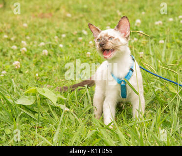 Beau tortie point Siamese kitten dans un faisceau bleu contre green summer background, meowing Banque D'Images