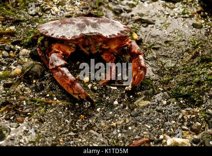 Crabe vivant exposés durant la marée basse sur le Puget Sound dans l'état de Washington. Banque D'Images