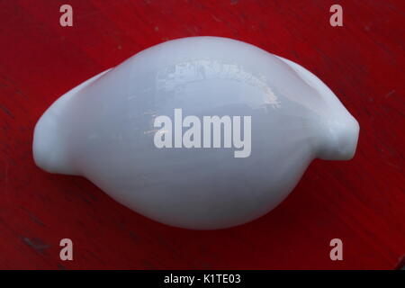 Un œuf commun cowrie (ovulation ovule) sur une table rouge. Vue d'en haut, 85 cm de long, vivent capturés à Munda, Nouvelle Géorgie, Îles Salomon entre 1970-1975. Banque D'Images