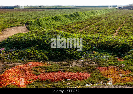 Domaines de produire sur le bord de l'océan Pacifique près de Cusco, Pérou. Banque D'Images