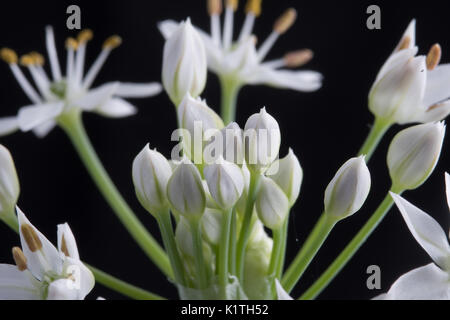 Allium tuberosum, rottl fleur de ciboulette chinoise Banque D'Images