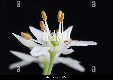 Allium tuberosum, rottl fleur de ciboulette chinoise Banque D'Images