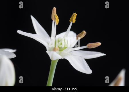 Allium tuberosum, rottl fleur de ciboulette chinoise Banque D'Images