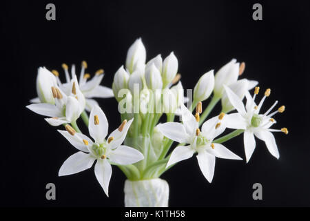 Allium tuberosum, rottl fleur de ciboulette chinoise Banque D'Images