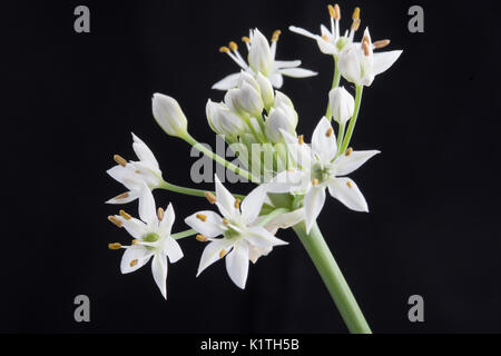 Allium tuberosum, rottl fleur de ciboulette chinoise Banque D'Images