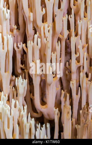 La direction générale de strict / Corail Corail Ramaria stricta (Verticale / Clavaria stricta) sur le sol de la forêt Banque D'Images