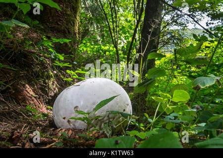 Vesse-de-géant (Calvatia gigantea / Langermannia gigantea) sur le sol de la forêt à la fin de l'été Banque D'Images