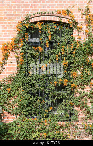 Pyrostegia venusta (communément connu sous le nom de flame, vigne vigne trompette orange, uro) couvrant une fenêtre. L'Argentine, l'Amérique du Sud Banque D'Images