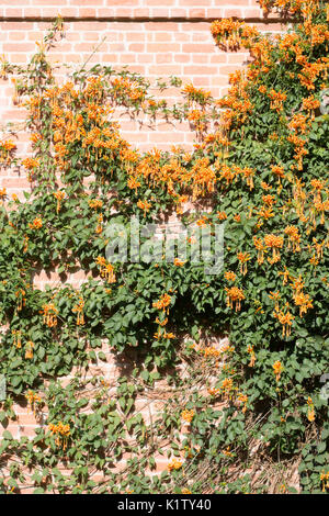 Pyrostegia venusta (communément connu sous le nom de flame, vigne vigne trompette orange, uro) croissant dans un mur de briques. L'Argentine, l'Amérique du Sud Banque D'Images