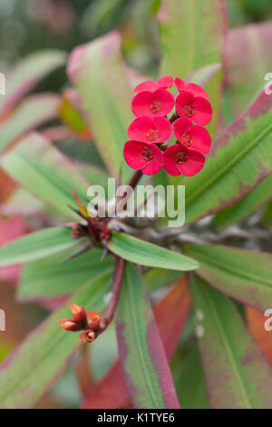 Les fleurs rouges de l'Euphorbia milii var. splendens, noms communs couronne d'épines, le Christ, le Christ de l'usine thorn Banque D'Images