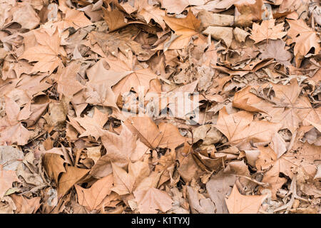 Automne feuilles tombées des platanes. Platanus hispanica Platanus acerifolia ou Banque D'Images