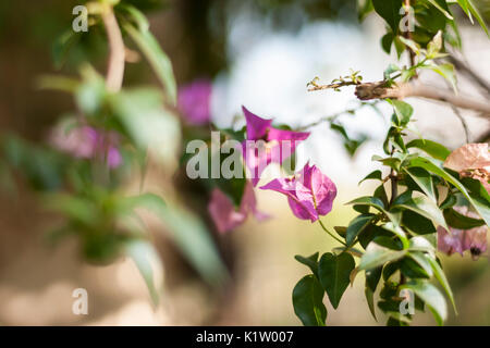 Bougainvillea Bougainvillea spectabilis, grand Banque D'Images