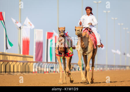 Dubaï, Émirats Arabes Unis - Mars 25, 2016 : pratique pour les courses de chameaux à chameau Dubai Racing Club, Al Marmoom, EAU Banque D'Images