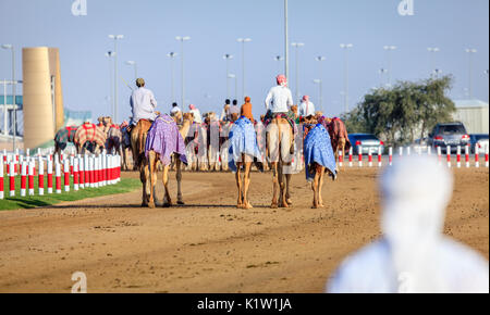 Dubaï, Émirats Arabes Unis - Mars 25, 2016 : les gestionnaires sont de prendre les animaux pour la pratique de la course à la Dubai Camel Racing Club Banque D'Images