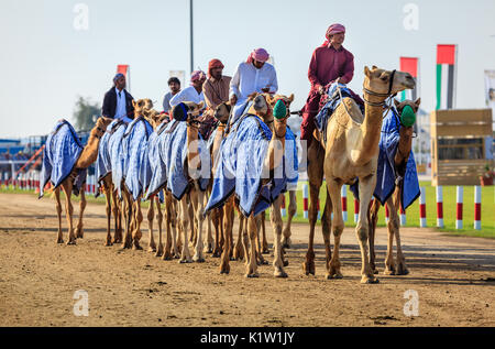Dubaï, Émirats Arabes Unis - Mars 25, 2016 : les gestionnaires sont de prendre les animaux pour la pratique de la course à la Dubai Camel Racing Club Banque D'Images