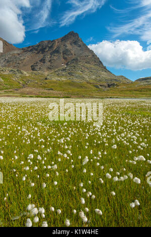 Parc national du Stelvio, Gavia, province de Brescia, en Italie. Banque D'Images