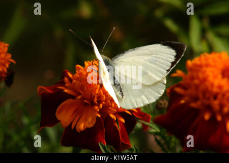 Papillon blanc à fleurs de souci Banque D'Images