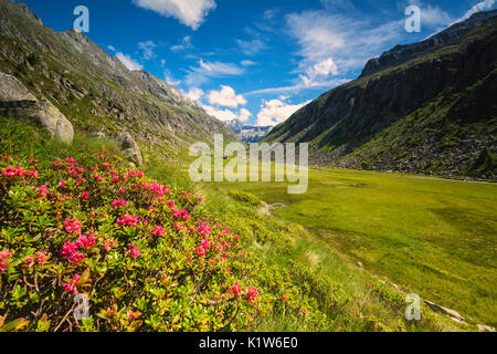 L'Europe, l'Italie, dans la vallée de Adamè parc Adamello,province de Brescia. Banque D'Images