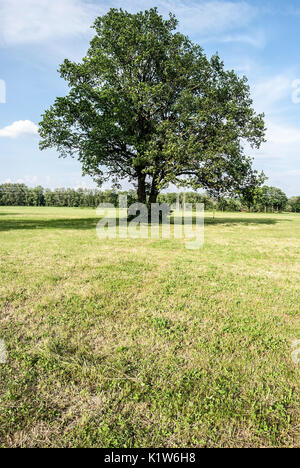 Arbre isolé sur prairie avec la forêt sur l'arrière-plan et ciel bleu près de l'Oder dans Poodri en République Tchèque Banque D'Images