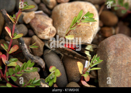 Criquet rouge en Virginie, États-Unis Banque D'Images
