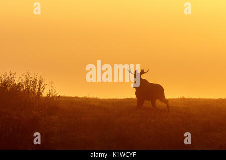 Bull Moose qui s'exécute en silhouette contre le lever du soleil Banque D'Images