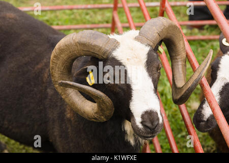Balwen Welsh Mountain Sheep ram une race rare, avec son manteau noir distinctif et flamme blanche provenant de la Tywi (Towy) Vallée de galles Banque D'Images