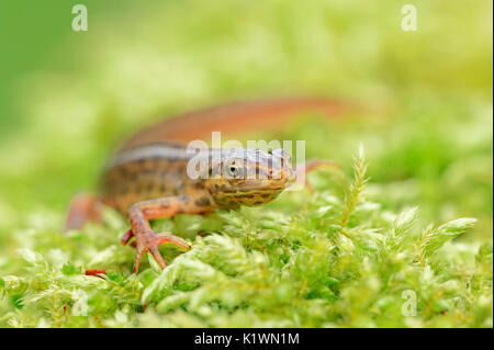 Smooth Newt, homme, Rhénanie du Nord-Westphalie, Allemagne / (Lissotriton vulgaris Triturus vulgaris) | Teichmolch, maennlich, Nordrhein-Westfalen Banque D'Images