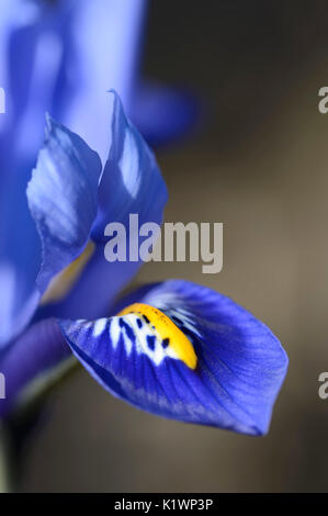 / Iris réticulé (Iris reticulata, Iridodictyum reticulatum, Iris hyrcana) | Netzblatt-Schwertlilie / (Iris reticulata, Iridodictyum reticulatum, Ir Banque D'Images