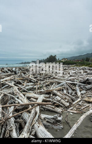 Les arbres morts sur la plage le long de la côte de l'oregon Banque D'Images