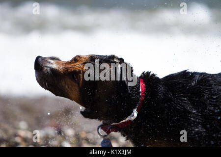 Un chien se secouant après un bain dans la mer Banque D'Images