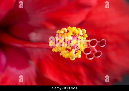 Macro Photo de l'intérieur d'une fleur d'Hibiscus Banque D'Images