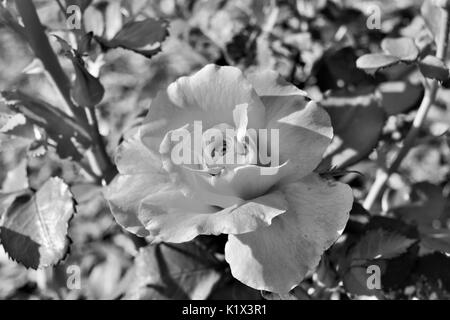 Rose Rose en noir et blanc Banque D'Images