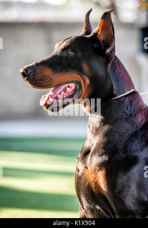 Doberman chien de race pure, Portrait Banque D'Images