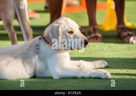 Golden retriever 3 mois portrait de chien mouillé Banque D'Images