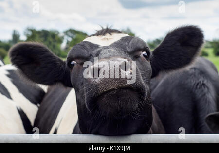 Un gros plan d'une vache en noir et blanc à la recherche sur une porte dans un champ Banque D'Images