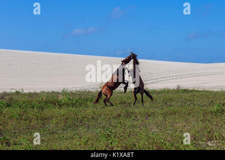 Deux chevaux jouer, sauter ou se battre les uns avec les autres dans un champ et une dune à Jericoacoara, Ceará, Brésil Banque D'Images