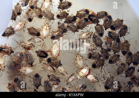 Stink bugs morts noyés dans l'eau Banque D'Images