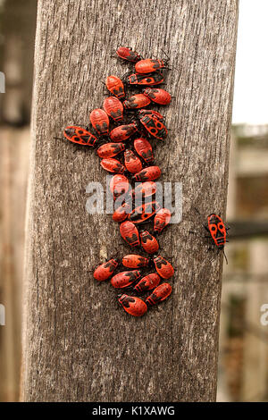 Firebugs sur tronc d'arbre Banque D'Images