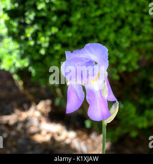 Iris mauve fleur qui s'épanouit au printemps Banque D'Images