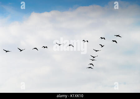 Le cormoran Phalacrocorax carbo silhouette groupe de haut vol jusqu'en V contre les nuages blancs. Oiseaux migrations concept. Occidentale, la Pologne. Banque D'Images