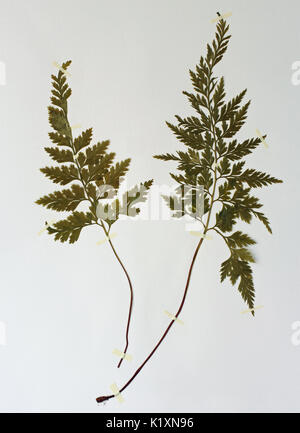 Une feuille d'herbier avec la fougère Asplenium adiantum nigrum, le Black spleenwort, famille Aspleniaceae Banque D'Images