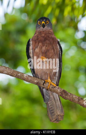 Autour des palombes, Accipiter fasciatus Noël natalis, l'île Christmas, Australie Banque D'Images