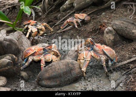 Groupe de crabe voleur, Birgus latro, Christmas Island, Australie Banque D'Images