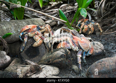 Groupe de crabe voleur, Birgus latro, Christmas Island, Australie Banque D'Images