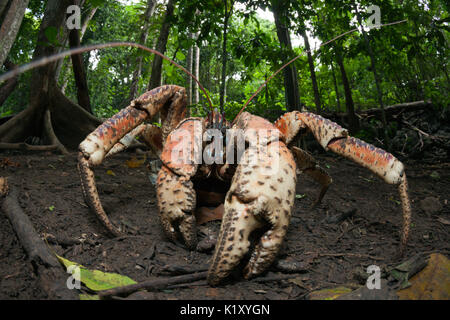 Crabe voleur, Birgus latro, Christmas Island, Australie Banque D'Images